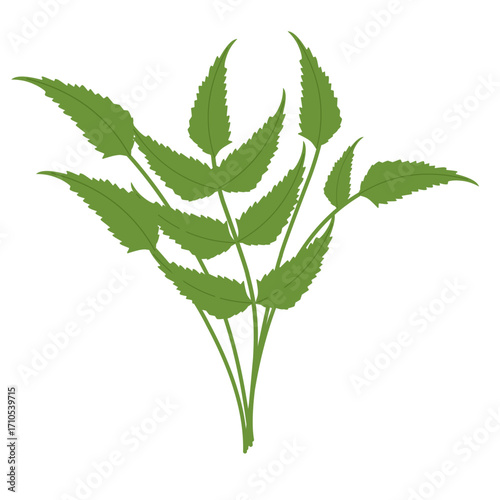 Illustration of a green fern leaf. Flat design of a fern leaf. Illustration of a wild grass. Illustration of a leaf 
