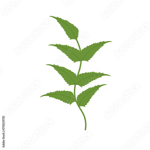 Illustration of a green fern leaf. Flat design of a fern leaf. Illustration of a wild grass. Illustration of a leaf 