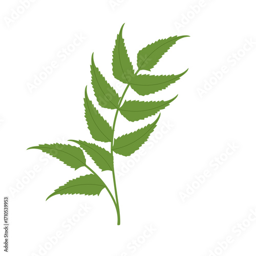 Illustration of a green fern leaf. Flat design of a fern leaf. Illustration of a wild grass. Illustration of a leaf 