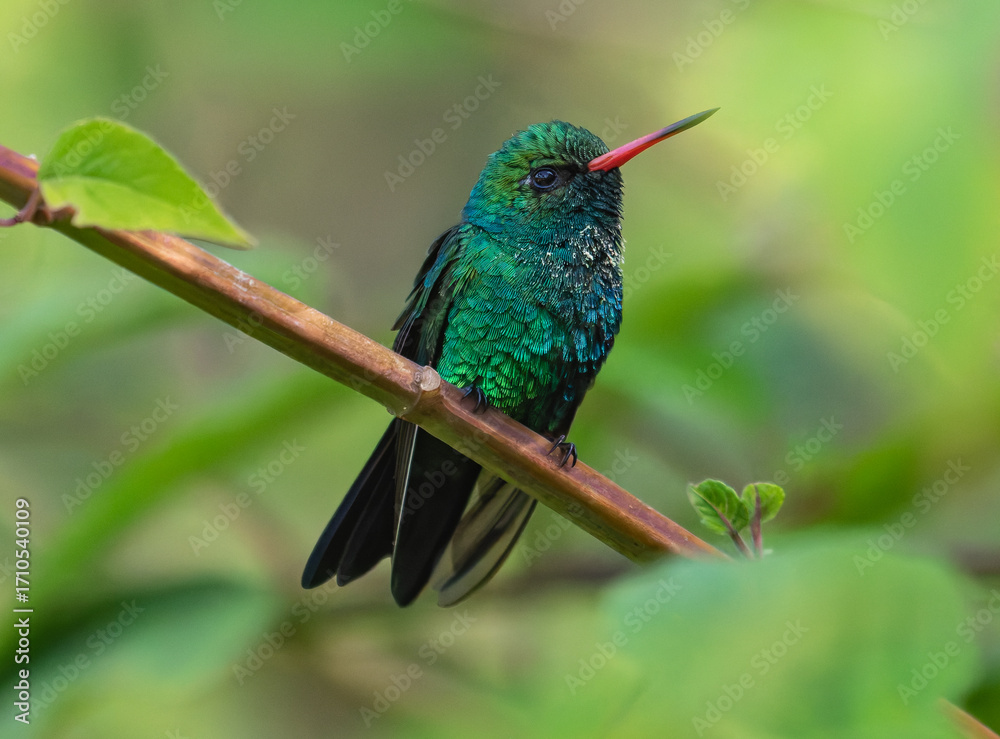 Fototapeta premium hummingbird on a branch