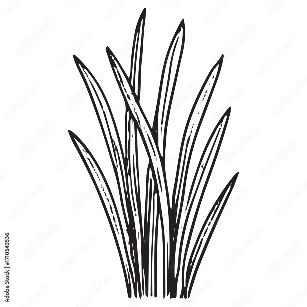 Fototapeta premium Bunch of Pond Reeds Grass Vector