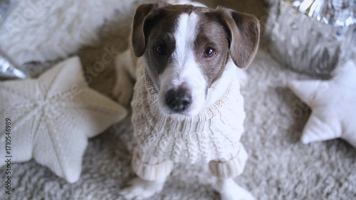 Christmas atmosphere with a cute jack russell terrier wearing a cozy wool sweater, sitting near decorative star shaped cushions, looking directly at the camera