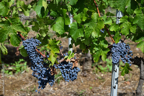 Bolgheri Cabernet Sauvignon grapes and vineyards in Tuscany for Supertuscan Sassicaia and Ornellaia wines