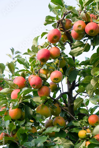 Ripe red apples growing on the tree, healthy fruits on platation, harvest in summer or autumn, agriculture farm, garden