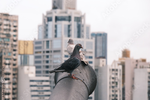 pigeons standing on canon towards building