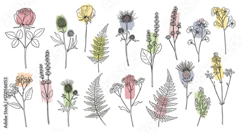 Illustration of various botanical plants with watercolor accents design
