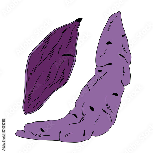 hand drawn purple sweet potato whole and cut cartoon on white background