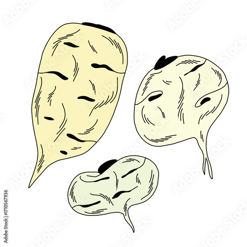 Color illustration of raw white Japanese radish of different shapes on white