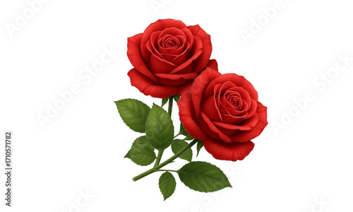red rose isolated on white background