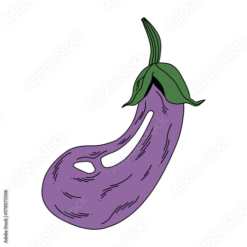 Isolated vector drawing of purple eggplant vegetable on white