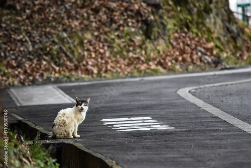 野良猫