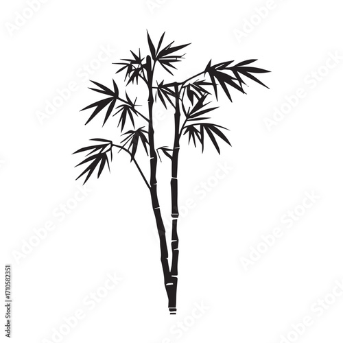Green bamboo branches with leaves cast a delicate silhouette against a white background, creating a tropical illustration of natural growth