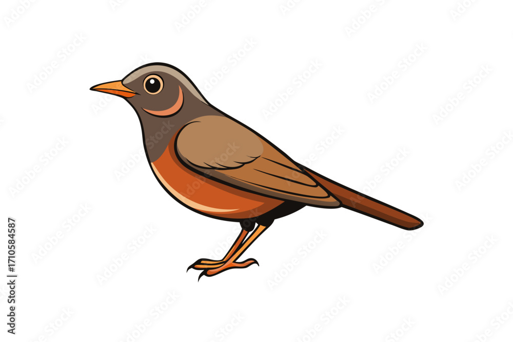 Obraz premium robin isolated on white background