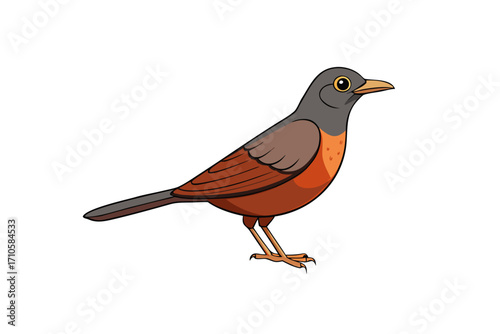 robin isolated on white background