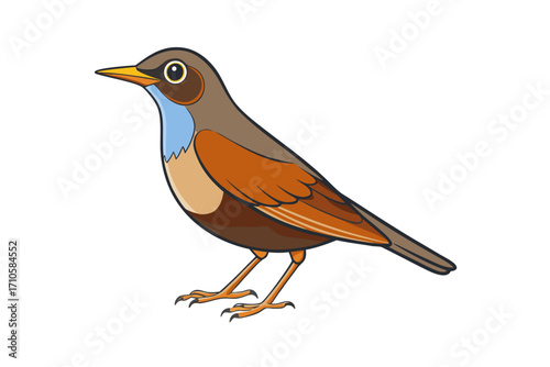 robin isolated on white background