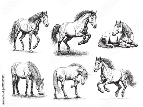 Vintage engraving illustration of horses in different poses, black and white hand drawn style