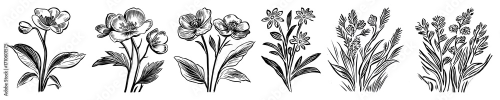 Obraz premium PNG Vintage floral botanical illustrations, element set on transparent background