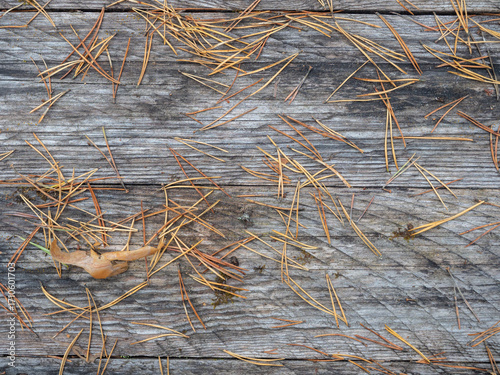 Yellow pine needles lie on a table made of rustic wooden boards