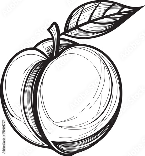 Peach Apricot Nectarine Fruit with leaf Vector Illustration, Sketch Drawing Line Linear Symbol Icon Engraving Coloring Book, Hand-drawn Doodle Black and White Isolated