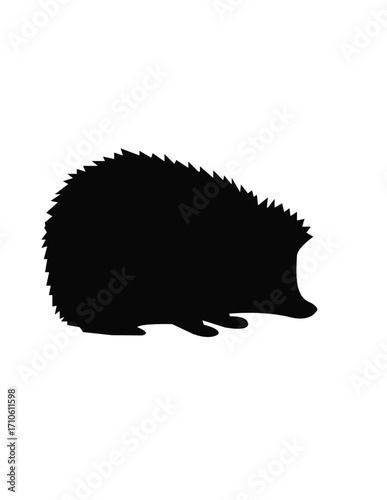 hedgehog on a black back ground