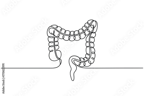 Continuous line drawing of the human large intestine