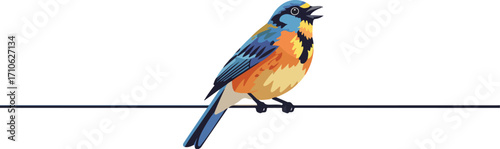A vibrant blue and orange bird with a black head perches on a thin wire against a white background, its beak open as if singing.
