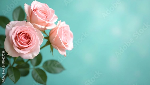 An image featuring light pink roses in a pastel tone, with a blurred style for the background pattern texture