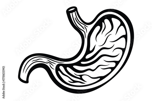 Black and white stomach section showcases internal anatomy and details