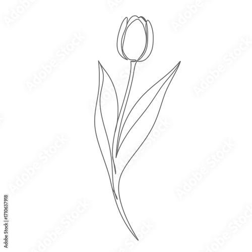 Elegant Tulip Blossom A Simple One-Line Art Illustration for Creative Projects