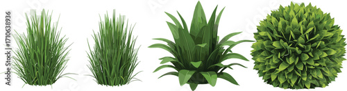 Various Green Plant Varieties in a Row on White Background
