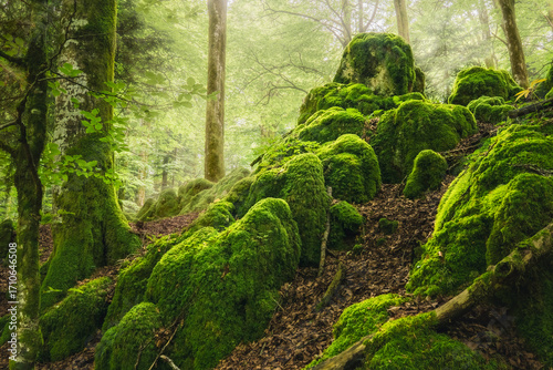 Foto di rocce ricoperte di muschio illuminate dal sole all'interno di una foresta