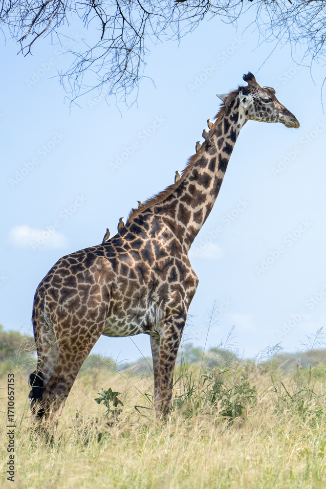 Obraz premium Giraffe in a field with oxpecker birds on her neck