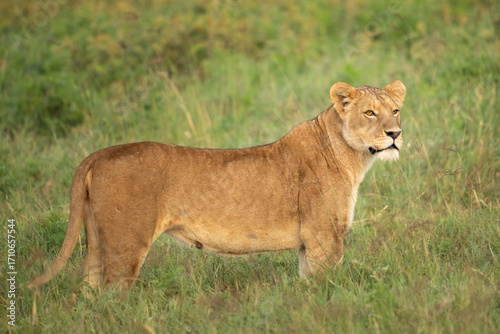 Early morning lioness standing in a field