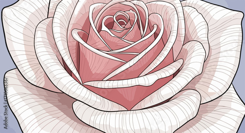 Blooming pink rose illustration close-up presents delicate petals and graceful spiral pattern, revealing nature's exquisite artistry. Pink rose illustration captures beauty and botanical elegance,
