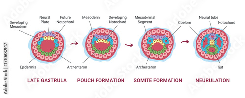 Neurulation of human embryonic. Transformation of the neural plate into the neural tube. Vector medical illustration for textbooks, lectures, and medical presentations.