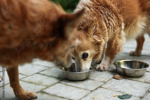 Photography Animal volunteer. Cute dogs eating pet food outdoors, closeup