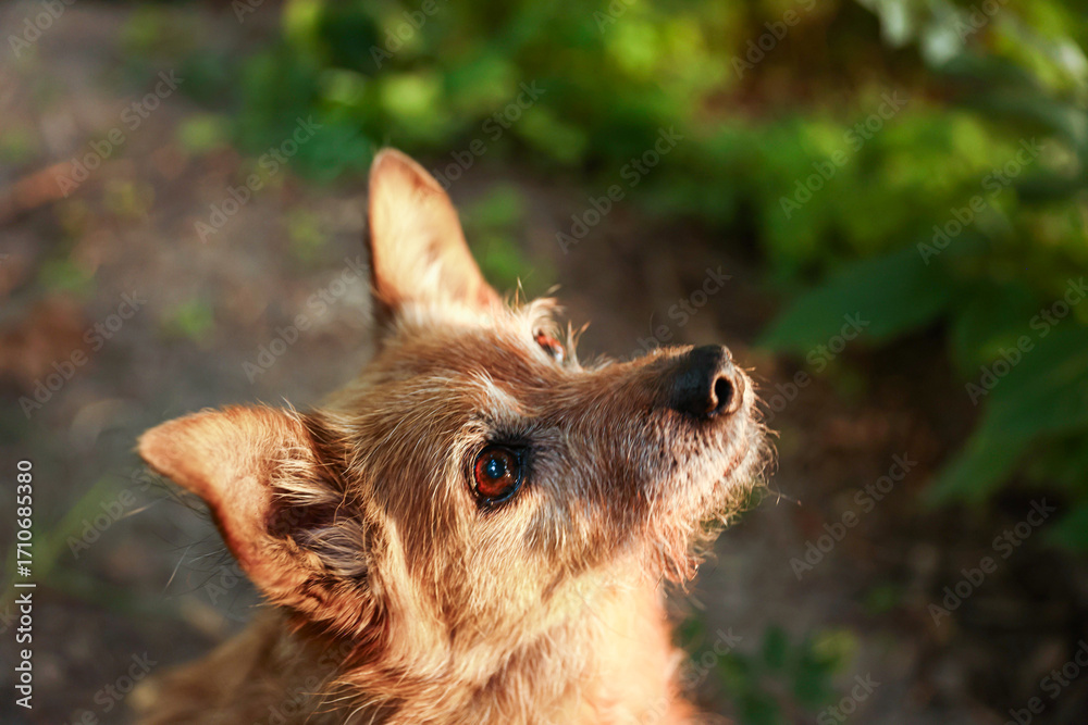 Obraz premium Cute stray dog outdoors, above view. Homeless animal