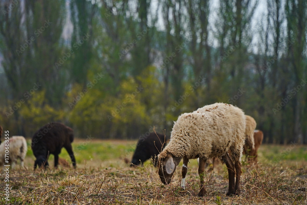 Fototapeta premium Sheep graze in a small field in the village. Domestic cattle breeding.