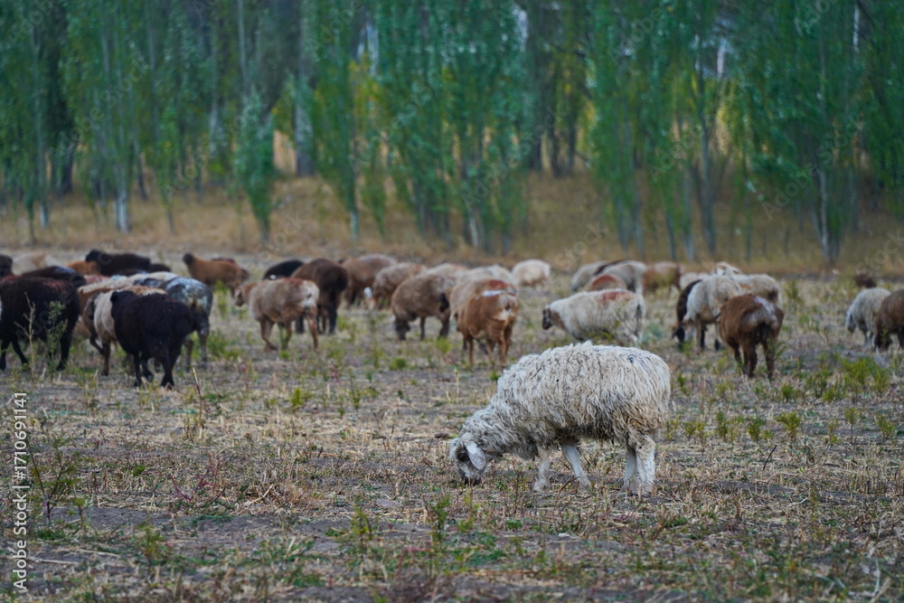 Obraz premium Sheep graze in a small field in the village. Domestic cattle breeding.
