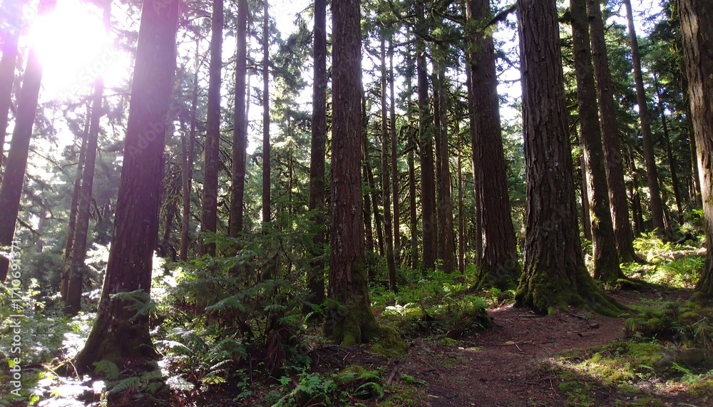 Obraz premium Sunlight filtering through forest canopy