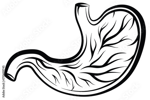 Isolated human stomach filled with liquid and bubbles shown on white background here