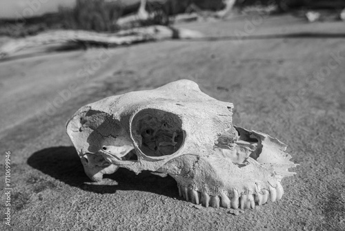 La Sal ViejaWillacy County, Texas09/01/2025Photo by David Pikediscinque@gmail.com