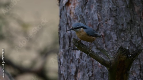 Eurasian Nuthatch: A Detailed Close-Up
