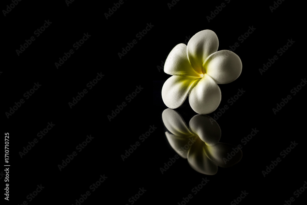 Naklejka premium Beautiful plumeria flower with reflection isolated on black background