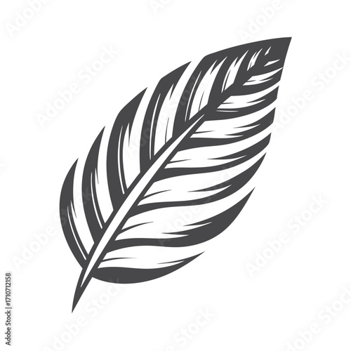Single dark grey feather shows simplicity and an illustrative artistic rendering isolated perfectly