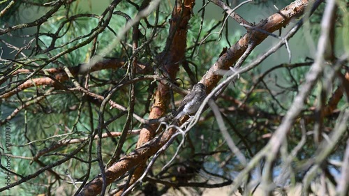 Tiny Hunter: A Flycatcher's Watchful Gaze