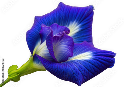 Vibrant blue butterfly pea flower closeup macro detail natural beauty botanical isolated on transparent background