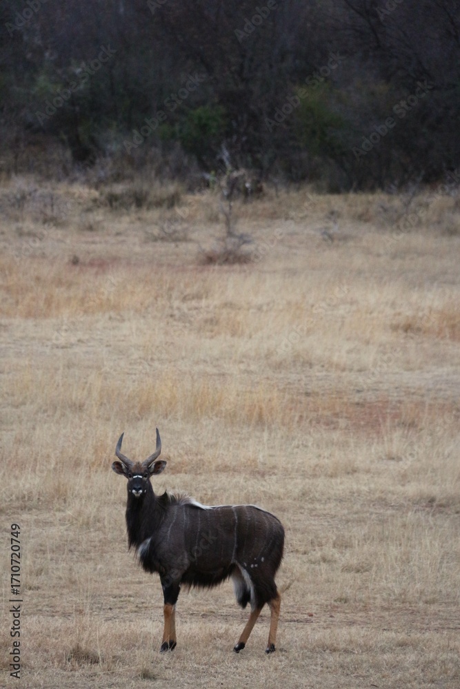 Naklejka premium Kudu standing proud in the dry grassland
