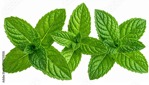 mint leaves isolated on white background
