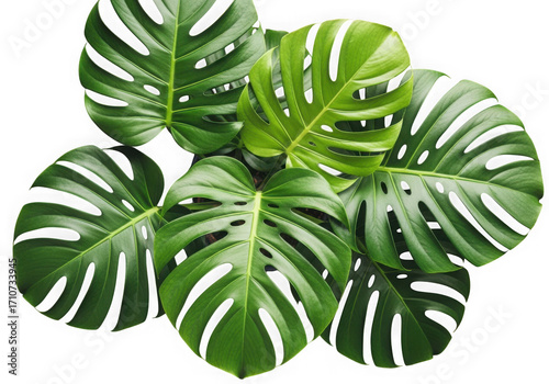Lush green monstera deliciosa leaves vibrant tropical plant foliage close-up top view isolated on transparent background